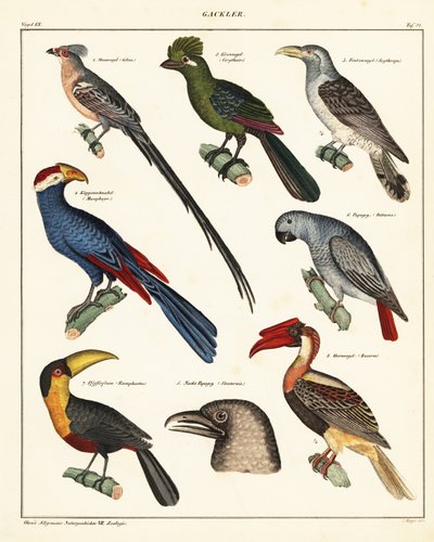 Verschiedene Vögel (Lithographie) von Unbekannter Künstler