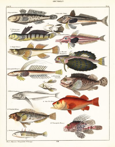 Verschiedene Fische von Unbekannter Künstler