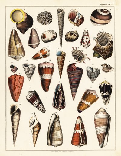 Verschiedene Muscheln, Mollusken, 1841 (Lithographie) von Unbekannter Künstler