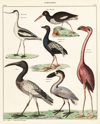 Verschiedene Watvögel (Lithographie) von Unbekannter Künstler