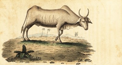 Wasserbüffel, Bubalus bubalus, 1800 (Gravur) von Unbekannter Künstler