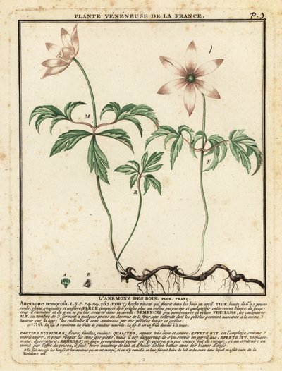 Buschwindröschen, Anemone nemorosa von Unbekannter Künstler