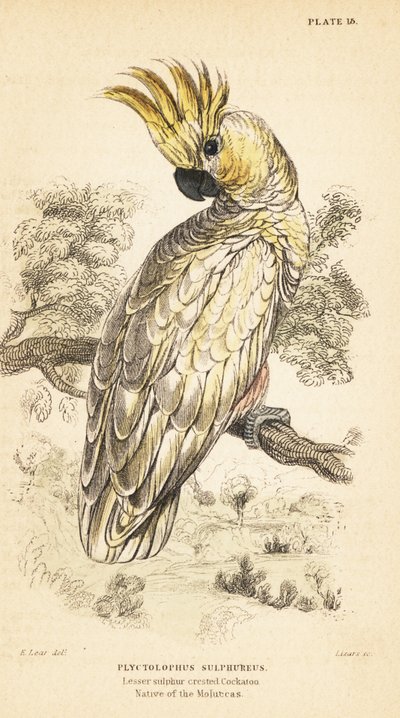 Gelbhaubenkakadu, Cacatua sulphurea. Kritisch gefährdet. 1889 (Gravur) von Unbekannter Künstler