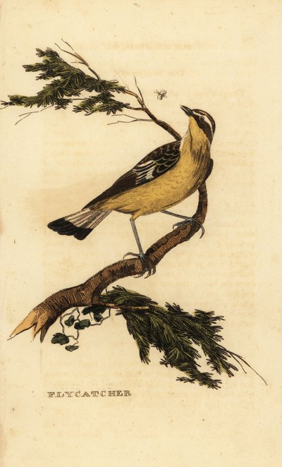 Gelbbauch-Fliegenschnäpper, Ficedula zanthopygia. 1815 (Gravur) von Unbekannter Künstler