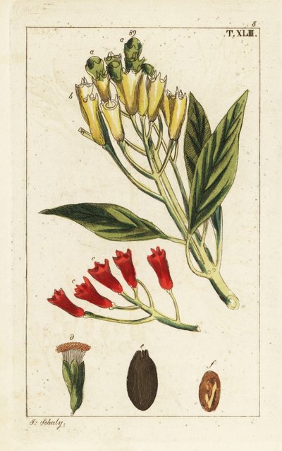 Gelbe und rote Nelkengewürze, Syzygium aromaticum von Unbekannter Künstler