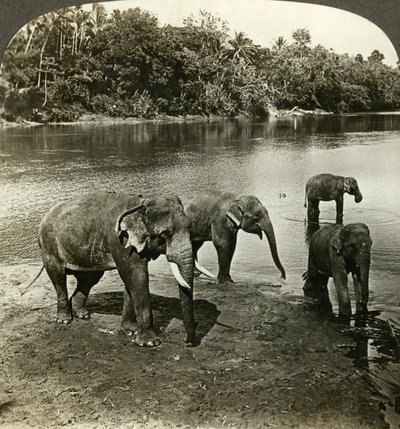 Elefanten, Sri Lanka Ceylon von Underwood and Underwood