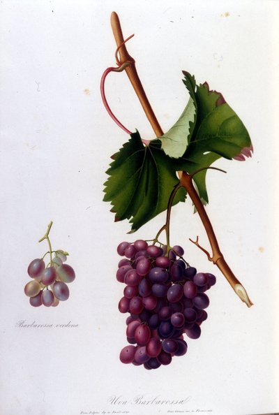 Schwarze Trauben. Gravur aus dem 19. Jahrhundert von Unknown artist