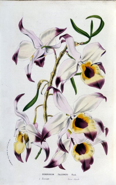 Dendrobium falconeri: Familie der Orchideen von Unknown artist