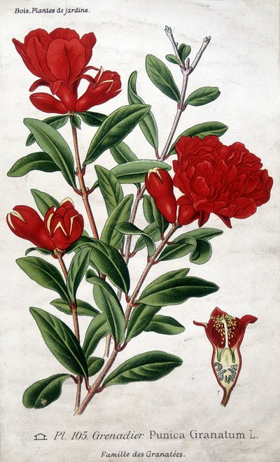 Gartenpflanzen: Granatapfelblüten von Unknown artist