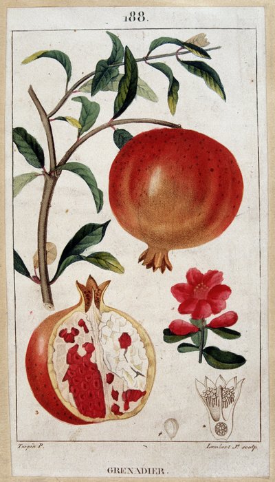 Granatapfel - botanische Tafel 19. Jahrhundert von Unknown artist