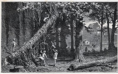 Ernte von Chinarinde - Quinquina (Cinchona officinalis) von Unknown artist
