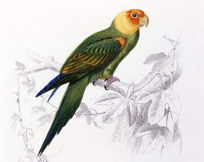 Ornithologie: Carolina-Papagei. (Psittacus carolinensis) von Unknown artist