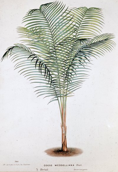 Palm Cocos Weddelliana (Brasilien) - Botanische Tafel von Unknown artist