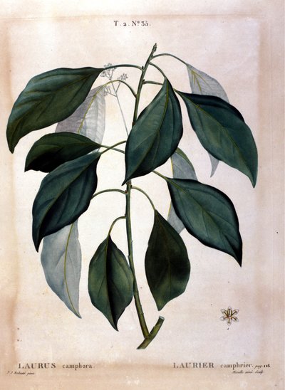 Der Lorbeer: Kampfer. Herbarium aus dem 19. Jahrhundert von Unknown artist