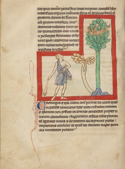Ein Zynomolgus von Unknown artist