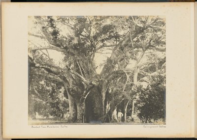 Baobab-Baum. Mombassa von Unknown artist