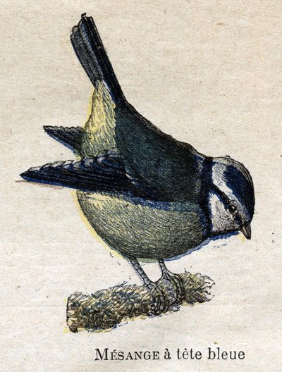 Nützliche Vögel für die Landwirtschaft: Blaukopfmeise von Unknown artist
