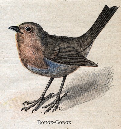 Nützliche Vögel für die Landwirtschaft: Rotkehlchen von Unknown artist