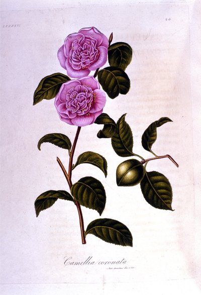 Botanische Tafel: Kamelie. Gravur aus dem 19. Jahrhundert von Unknown artist