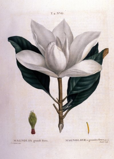 Botanische Tafel: Magnolie von Unknown artist