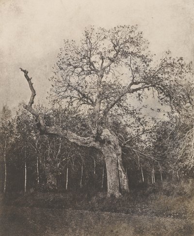 Krummbaum mit spärlichen Blättern von Unknown artist