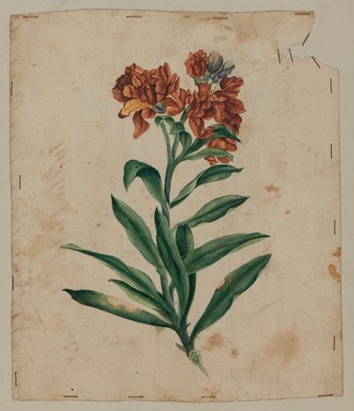 Entwurfszeichnung, frühes 18. Jahrhundert von Unknown artist