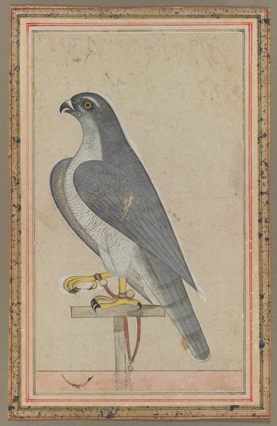 Falke von Unknown artist