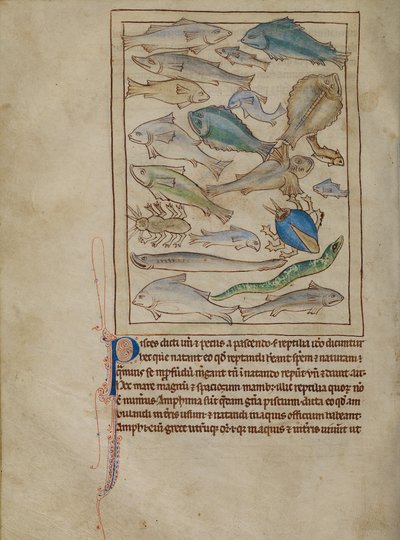 Fische und Seemonster von Unknown artist