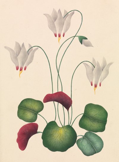Blume mit drei Blüten von Unknown artist