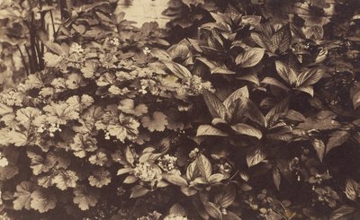 Blumen und Blätter von Unknown artist