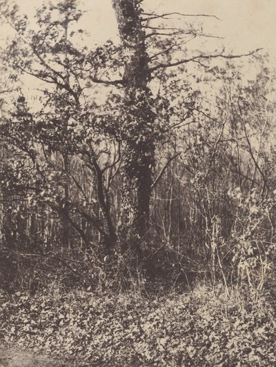 [Waldlandschaft] von Unknown artist