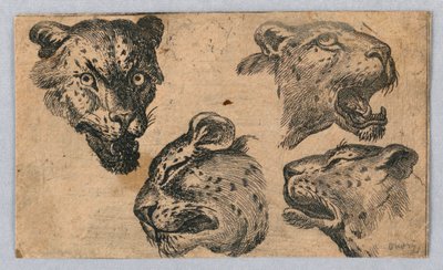 Vier Studien von Leopardenköpfen von Unknown artist