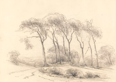 Hohe Bäume von Unknown artist