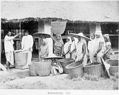 Teernte in Indien: Indische Bauern wiegen Tee von Unknown artist