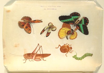 Insekten von Unknown artist