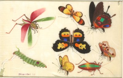 Insekten von Unknown artist
