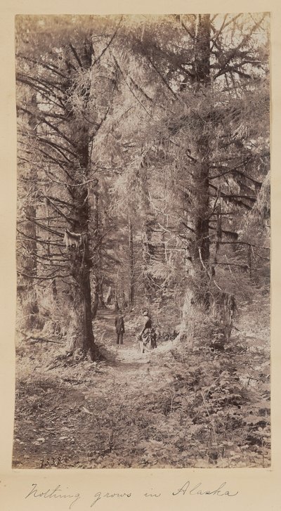 Nichts wächst in Alaska von Unknown artist