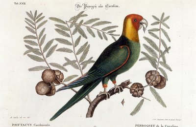 Ornithologie: Carolina-Papagei (Psittacus caroliniensis) von Unknown artist