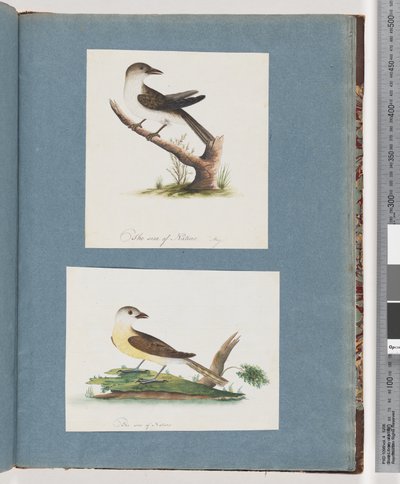 Seite 121. Unbekannter Vogel. 122. Unbekannter Vogel von Unknown artist