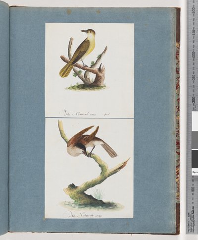 Seite 129. Unbekannter Vogel. 130. Unbekannter Vogel von Unknown artist