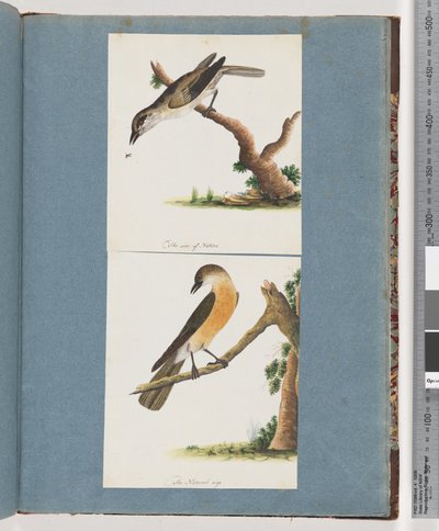 Seite 133. Unidentifizierter Vogel. 134. Unidentifizierter Vogel von Unknown artist