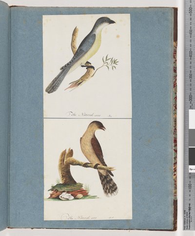 Seite 138. Unidentifizierter Vogel. 139. Unidentifizierter Vogel von Unknown artist