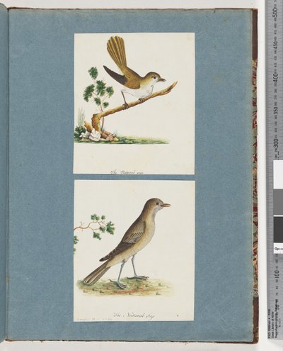 Seite 142. Unidentifizierter Vogel. 143. Unidentifizierter Vogel von Unknown artist
