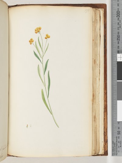 Seite 195. Unidentifizierte Pflanze von Unknown