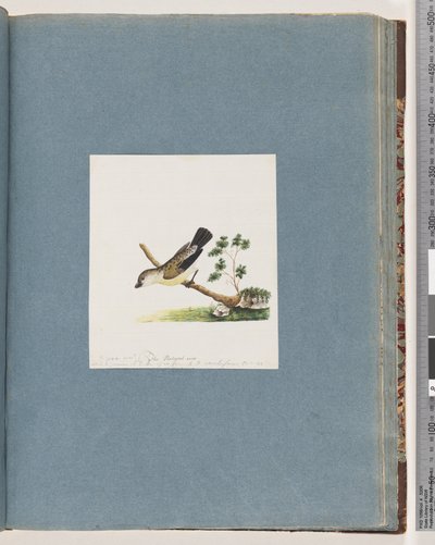 Seite 71. Unbekannter Vogel. Pipra neu von Unknown artist