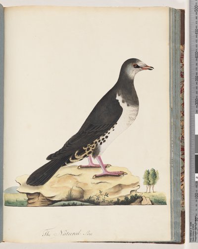 Seite 77. Unidentifizierter Vogel von Unknown artist