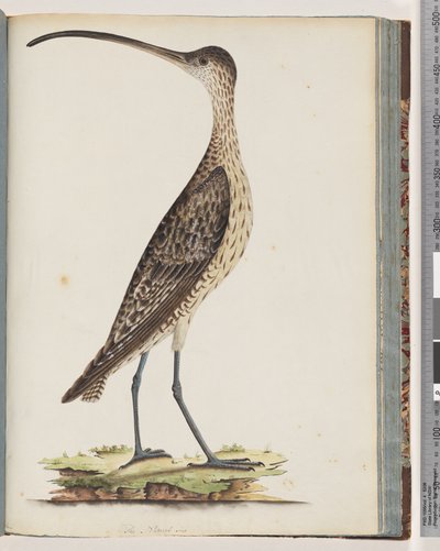 Seite 78. Östlicher Brachvogel von Unknown artist