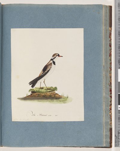 Seite 79. Schwarzstirnregenpfeifer. Charadrius Hiaticula von Unknown artist