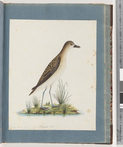 Seite 82. Goldregenpfeifer von Unknown artist