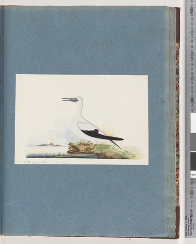 Seite 91. Unidentifizierter Vogel. Pel. borssanus von Unknown artist